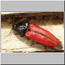 Ampedus sangunieum - Schnellkaefer 02 10mm.jpg